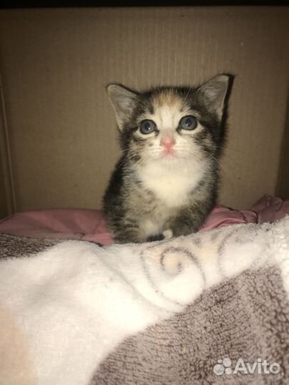 Котёнок шпротёнок в самые добрые руки