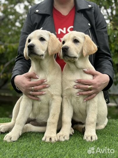 Щенки лабрадора