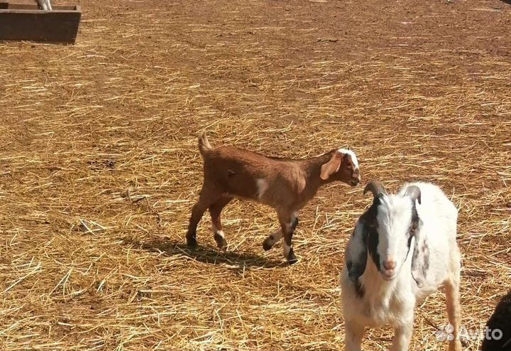 Гуси индюки индоутки коза бараны козлики