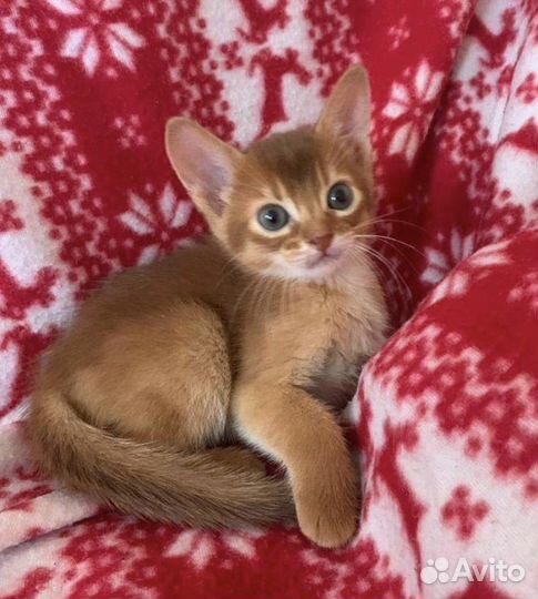 Абиссинские котята девочки Сорель