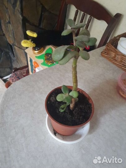 Комнатные растения