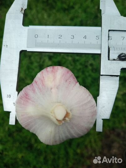 Чеснок озимый любаша