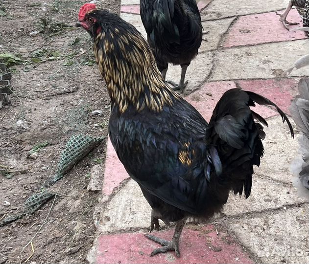 Молодые петушки