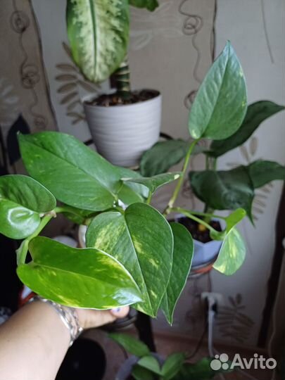 Сциндапсус