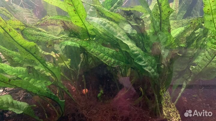 Аквариумные растения много