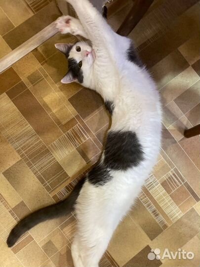 Кот Митька в добрые руки