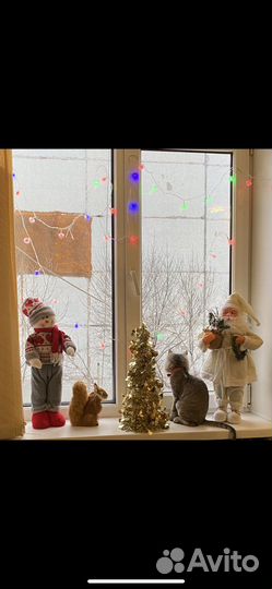 Котята в добрые руки даром