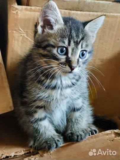 Отдам в добрые руки