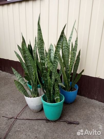 Сансевиерия