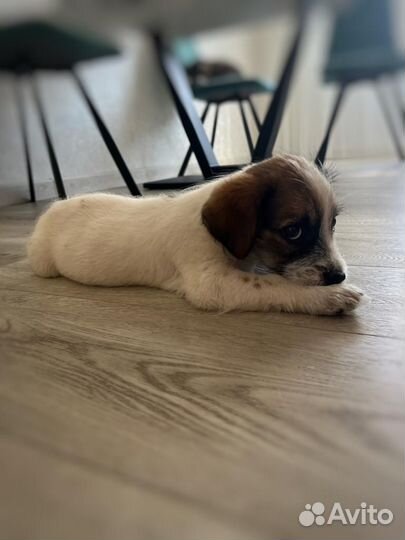 Возьму щенка маленькой породы. Февральск