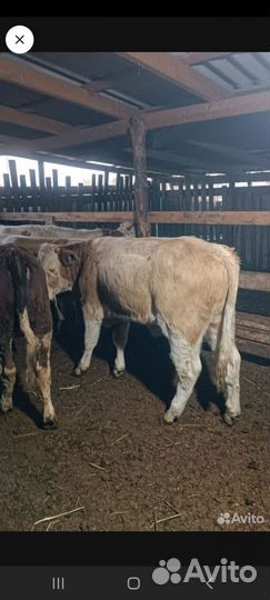 Бычки и телята