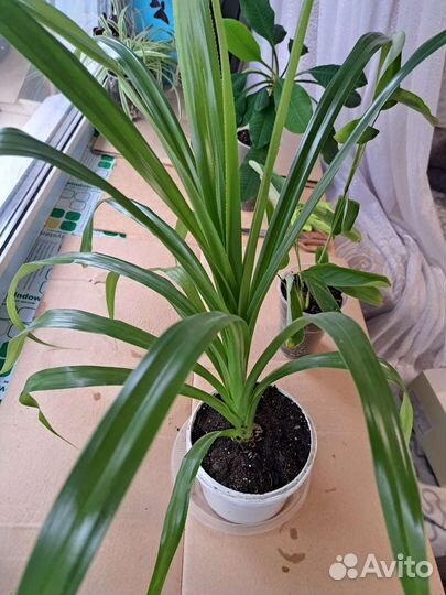 Шеффлера,эуфорбия,панданус