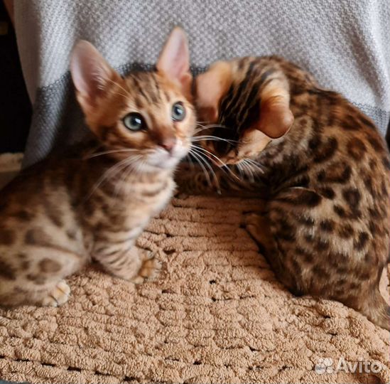 Бенгальская