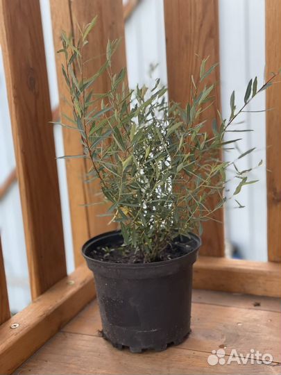 Ива шаровидная