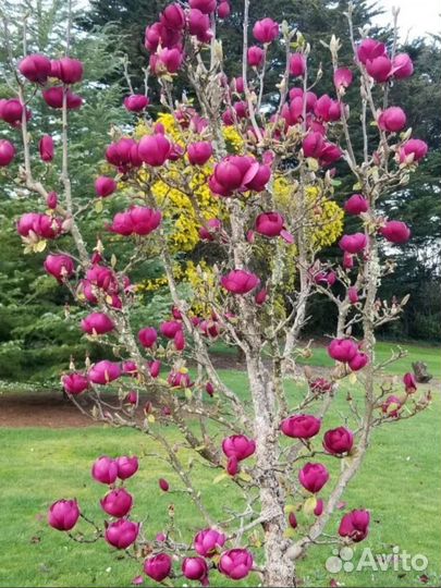 Магнолия Блэк тулипmagnolia Black Tulip