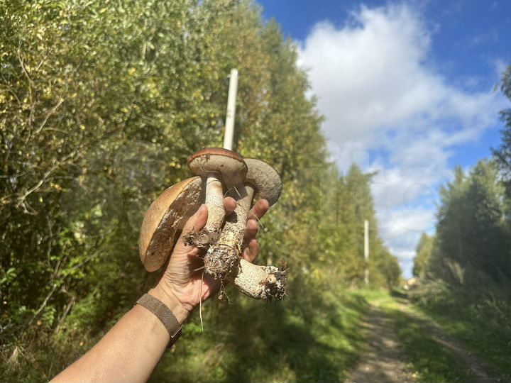 Участок 15 сот. (ИЖС)