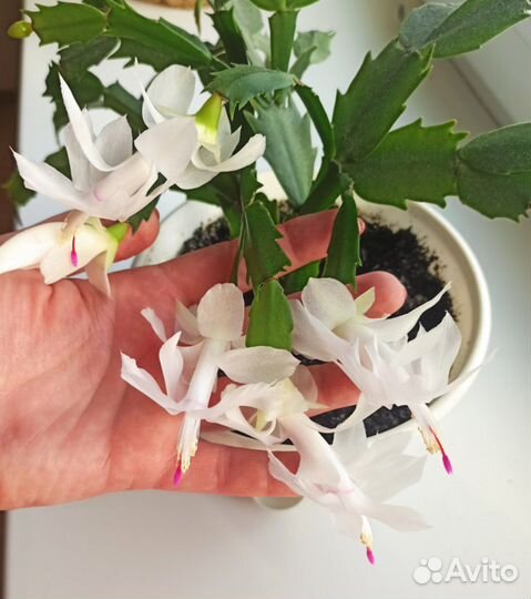 Декабрист белый и красный