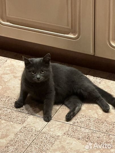 Они нереально умные Котята в добрейшие руки