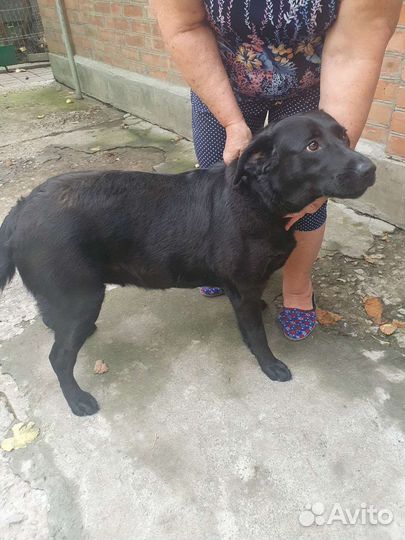 Собака в добрые руки отдам бесплатно