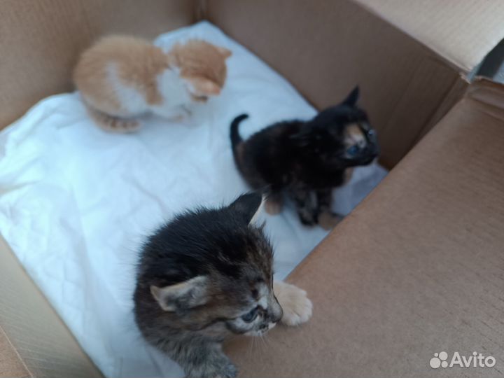 Котята в добрые руки