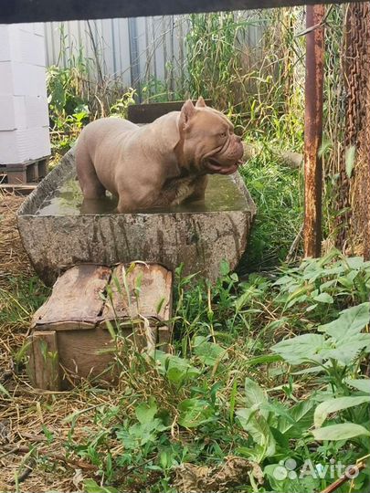 Американский булли