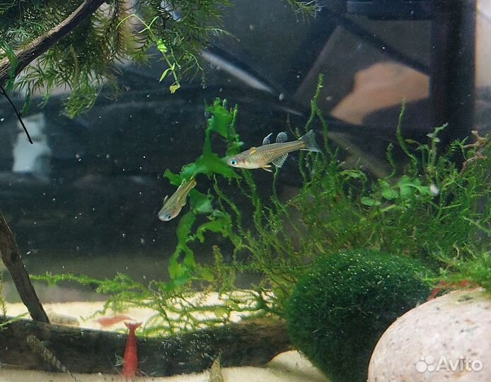 Севильи, Голубоглазки, Пигмеи, папоротники