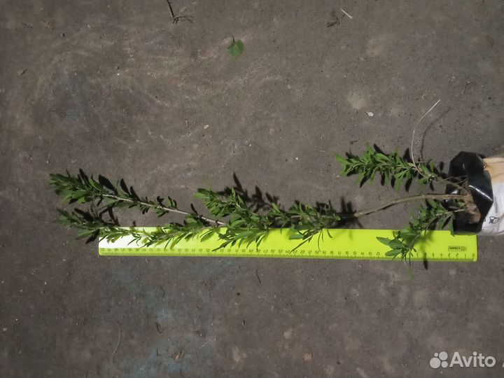 Дереза, ягоды годжи, лавровишня