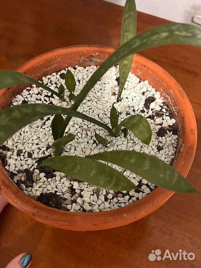 Сансевиерия, тещин язык