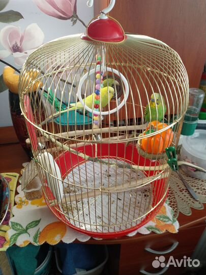 Попугайчики волнистые