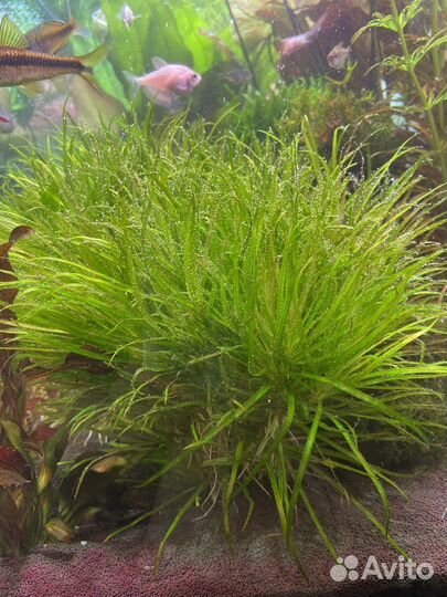 Бликса японская