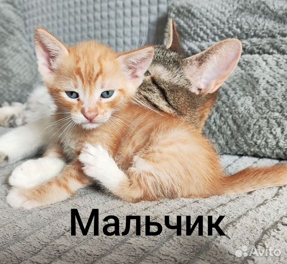 Отдам котят в добрые руки