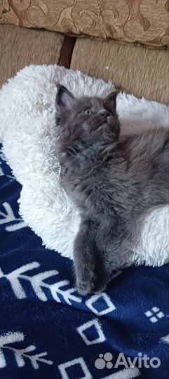 Котята мейн-кун