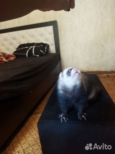 Вязка хорька