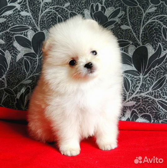 Щенки шпица