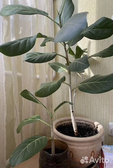 Фикус бенгальский