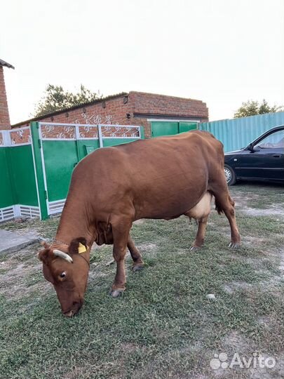 Корова стельная дойная