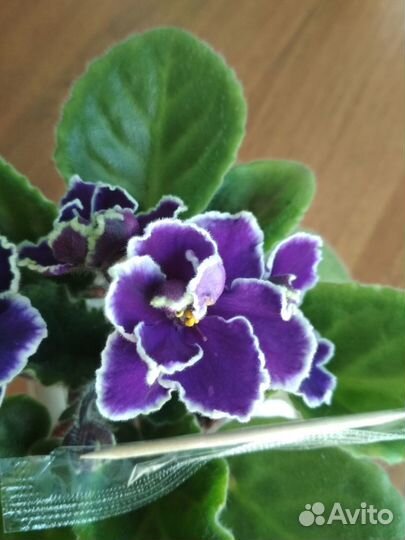 Фиалка Прекрасная креолка