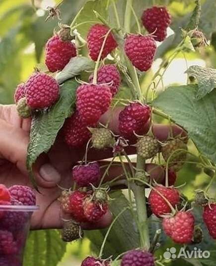 Ремонтантная малина