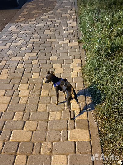 Выгул собак