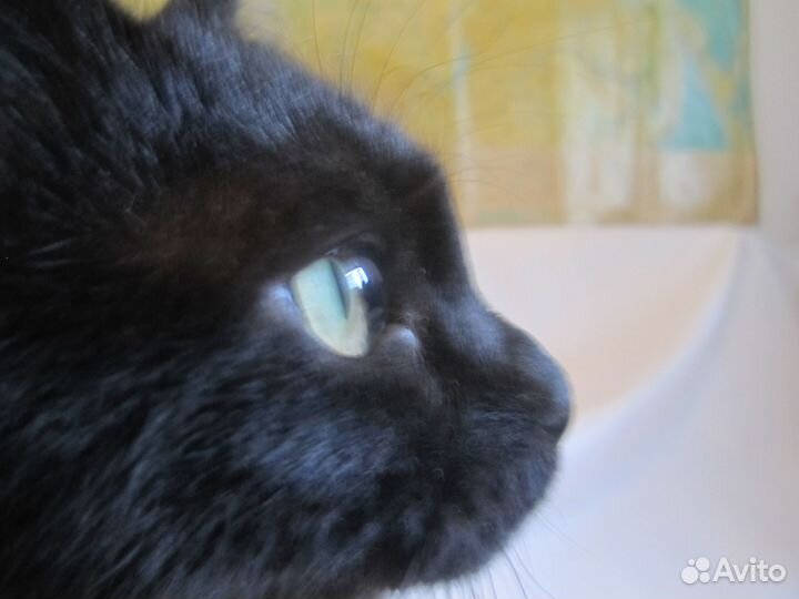 Котик-подросток