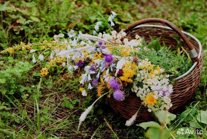 Сбор трав для устранения паразитов