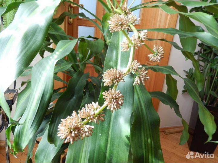 Драцена 2,65 метра