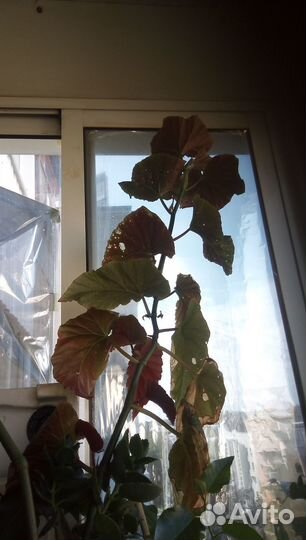 Цветы комнатные