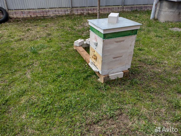 Продам пчёл. Калязин. Тверская область