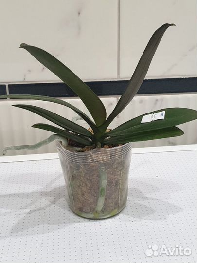 Орхидея Yaphon Green BatmanMiki Black Bat