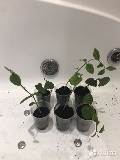 Жасмин самбак