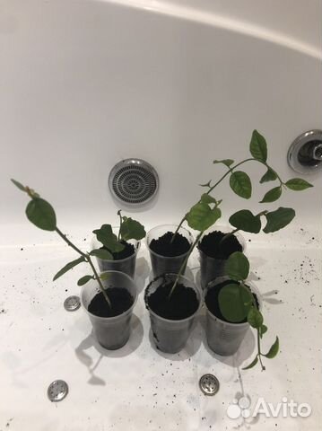 Жасмин самбак