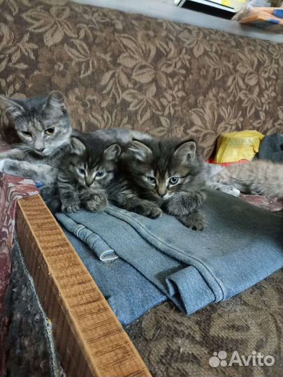 Котята ищут дом