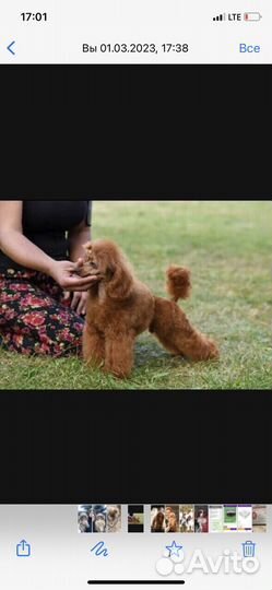 Той-пудель, вязка