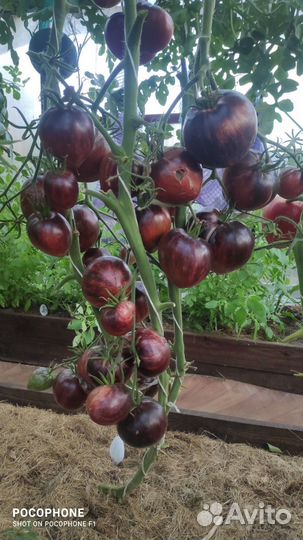 Семена томатов